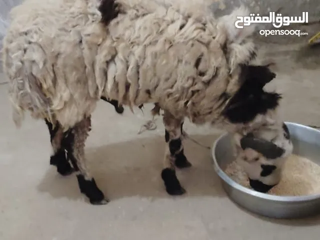 كل عام وانتم بخير انا جزار علي الراس 15 دينار