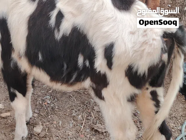 سلام عليكم بجره حلوه وسمينه مال جني