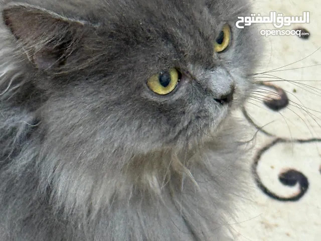 قطط اسكوتش على بيرتيش لونج هير إناث وذكور