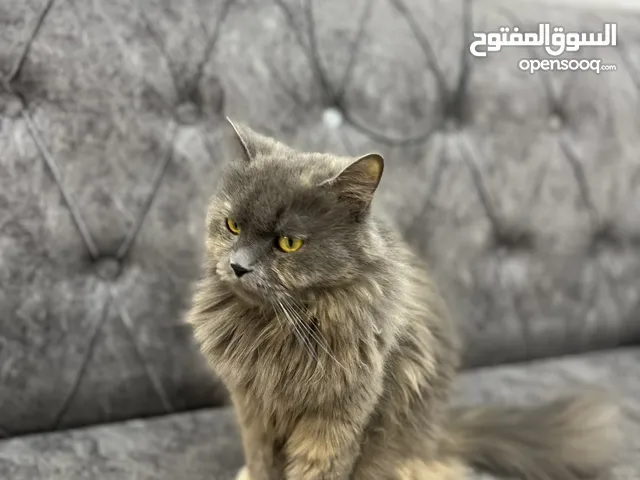 قطة برتش للتبني