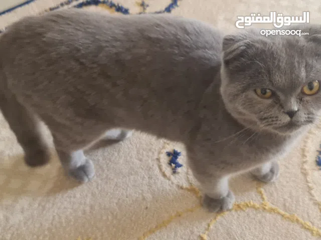• النوع:  سكوتش فولد شورت هير (القط الاسكلندي ) او سقب بأنثى نفس النوع •