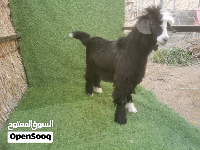 مشروع فحل سعيدي اصلي