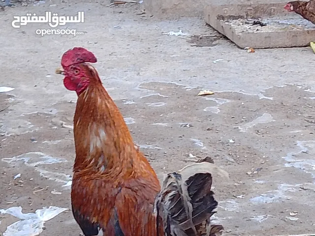 دجاج عرب ملات بيت
