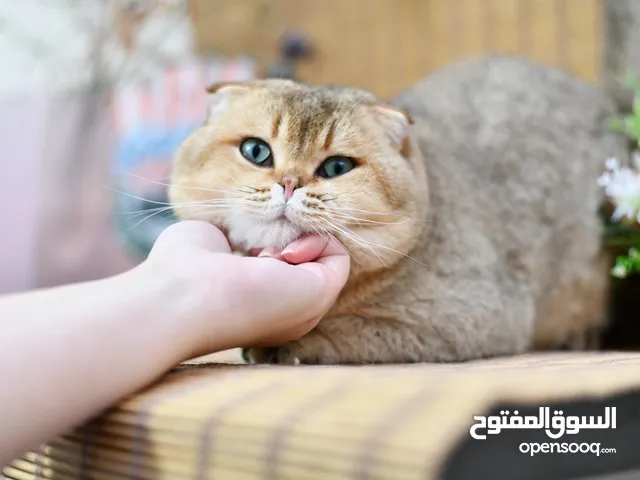 ذكر سكوتش فولد ny11 الاهل مسجلين انتاجه فخم جدا و كتنزny25 ny11ny12 للبيع