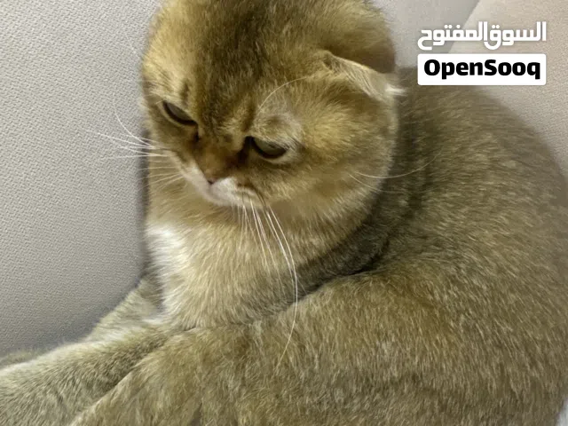 Scottish Fold cat