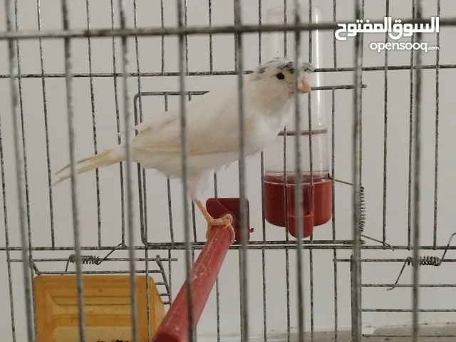 طيور ربي بارك