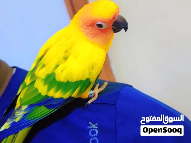 sun conure, Lori & kasko available call for details