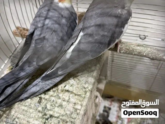 للبيع زوج كروان