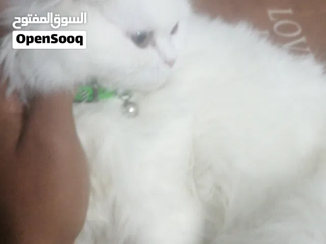 بس شيرازي للبيع اللون ابيض كما موضح في الصور  اسم البس (سكر) عمر البس (5شهور) البسه انثها