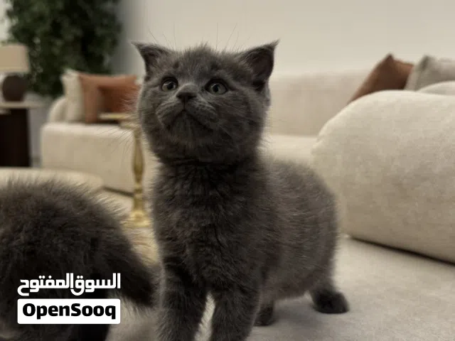 ماينكون مكس