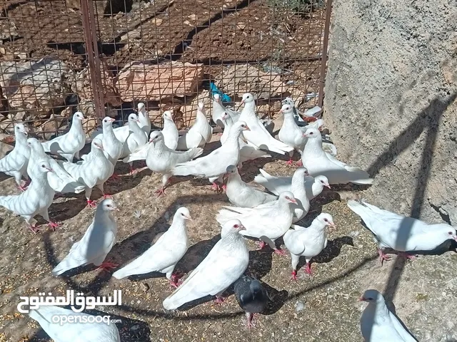 حمام فرنسي بيور