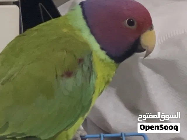 لمحبين النوادر ذكر ببغاء رأس البرقوق