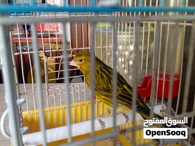 عصفور كناري