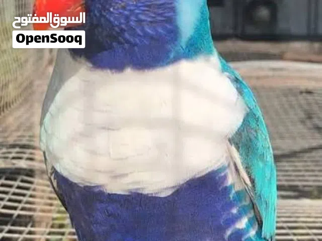 ببغاء لوري ريد كولاراد متكلم راقص بهلواني اليف حجم سوبر جمبو تابع الوصف