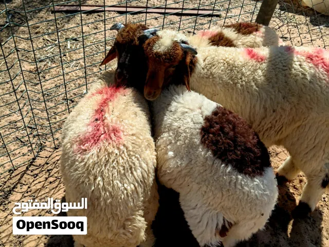 السلام عليكم متوفر,4 خرفان الله يبارك 3 يضحو وواحد لا