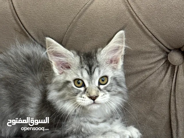 maincoon kitten