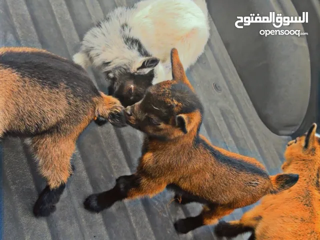 ماعز بقمي  القزم