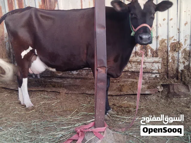 ابقار حيوان