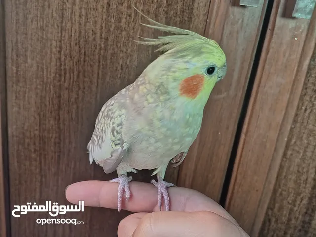انثى كوكتيل جاهزه للبيع