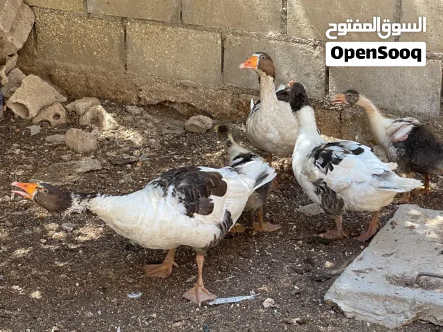 اوز بصحه جيده جدااا