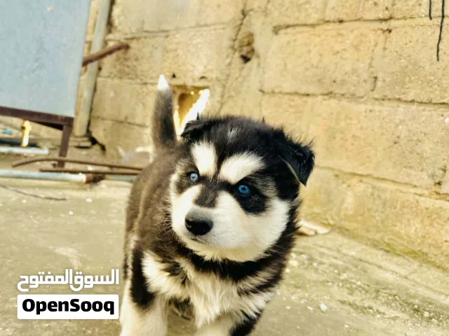 جراوا هاسكي مستوا عالي عمرهن 38 يوم قربن ينفطمن للبيع او للبدل