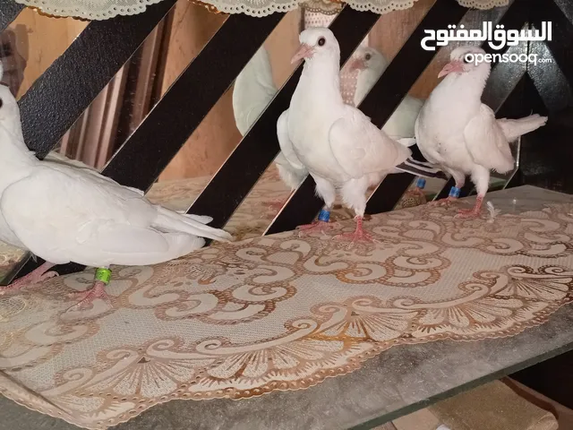 7جواز وقواق كويتي بعيطو عياط