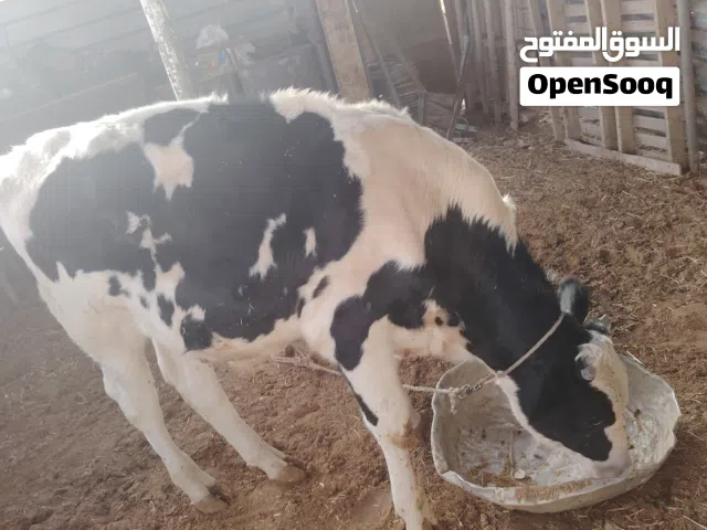 بقرة للبيع اولها ميلاد عمرها فوق السنتين ومع عجلتها عمره قريب تسعة شهور ومعاها عجل الماني تسعه شهور