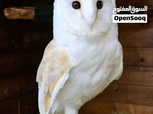 مطلوب اصبعيات سمك كارب أو اي نوع