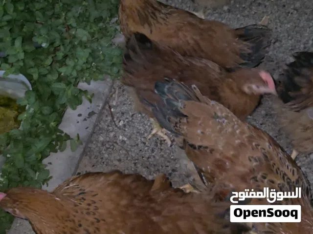 دجاج فرنسي الاحمر بيور وبدون تهجين