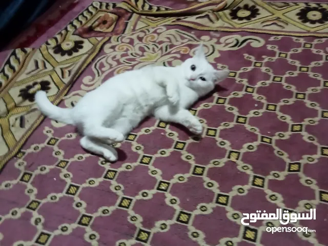 قطط للبيع في الإسكندرية : قطط صغيرة : قطط شيرازي : فرعوني : مع صور