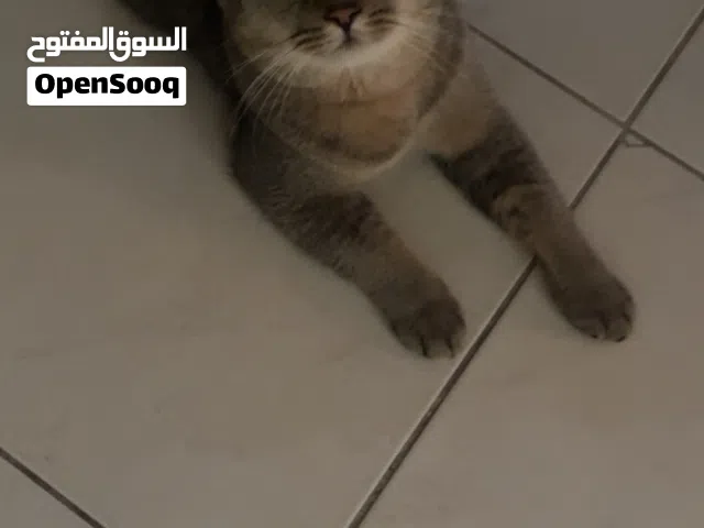 male cat for adoption