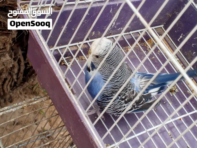 بقالينو انتاية ريمبو للبيع اشبح الوصف