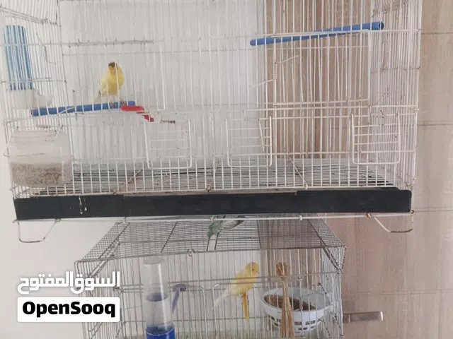 عصافير كناري لبيع الله يبارك