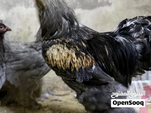 دجاج لوهمن للبيع