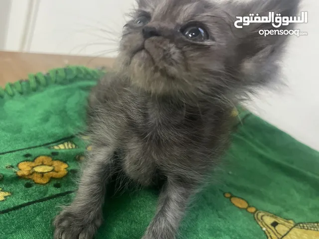 قطة انثى شيرازي