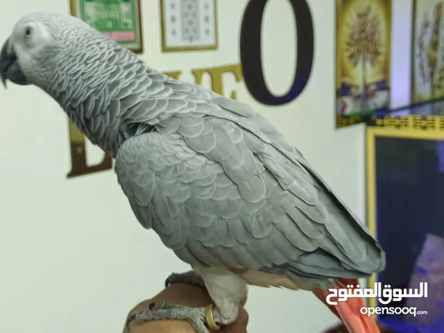 فرخ كاسكو أليف متكلم مواجها عمر 10شهور