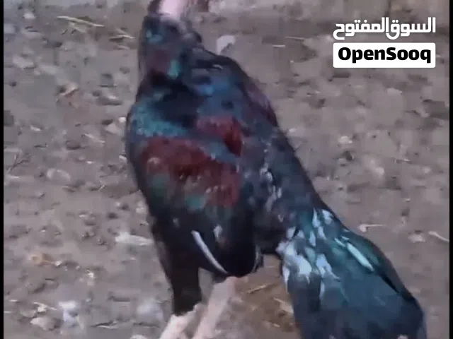 ديك باكستاني للبيع رقم التواصل في الوصف