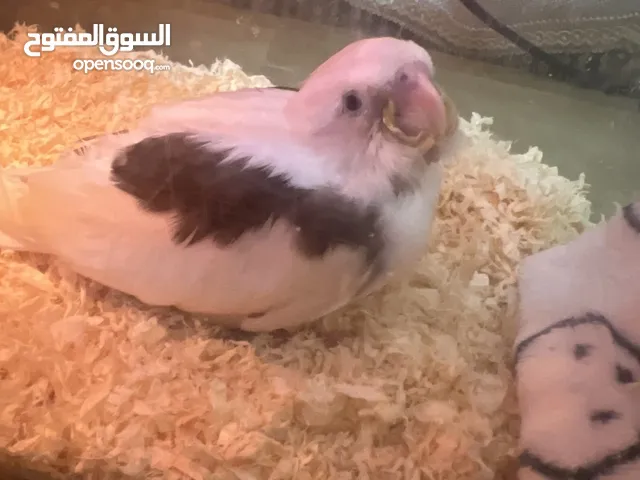 فرخ كوكتيل