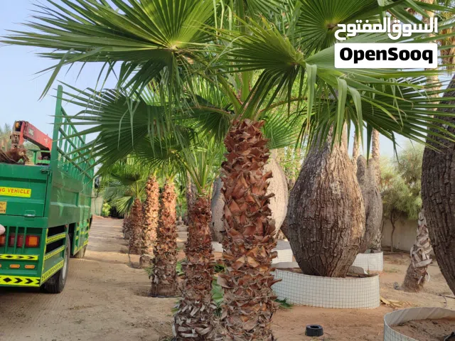 Washingtonia Spanish واشنطونيا