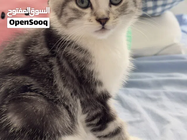 سكوتش مكس للبيع