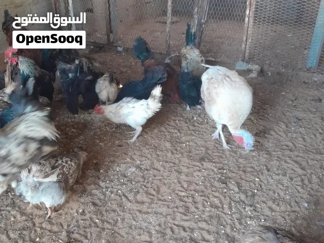 دجاج عربي لي البيع