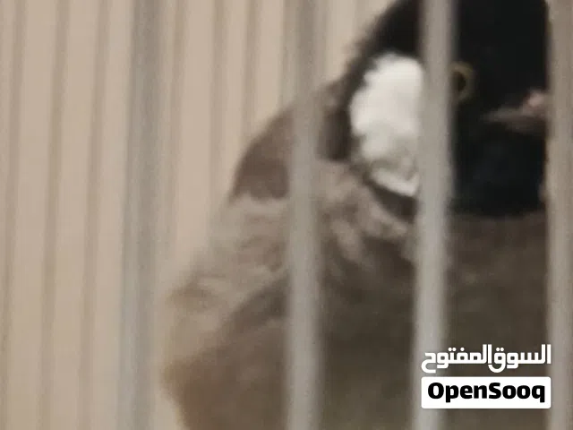 بلبل الايف للبيع