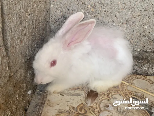 السلام عليكم زوج ارانب للبيع بيهن مجال