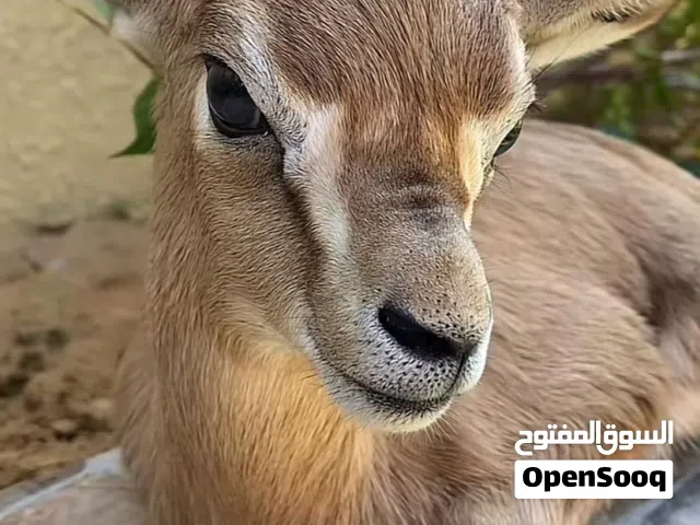 غزلان غزلان غزلان ريم عربي