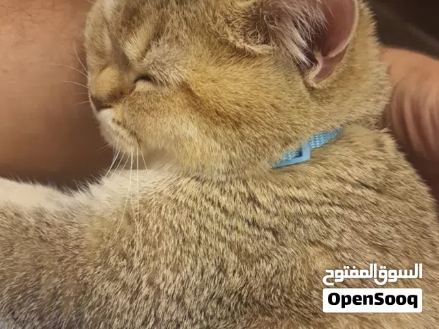 سكوتش فولد
