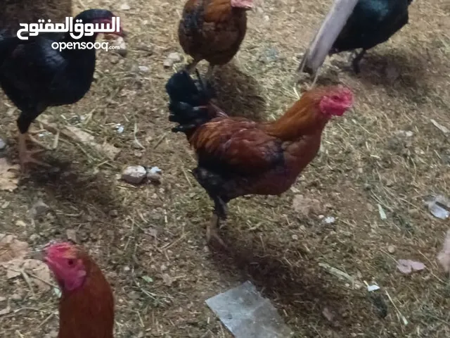 دجاج للبيع