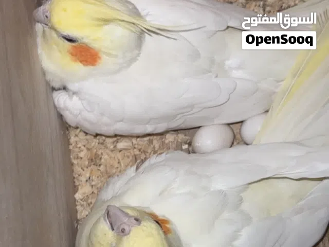 كوكتيل للبيع