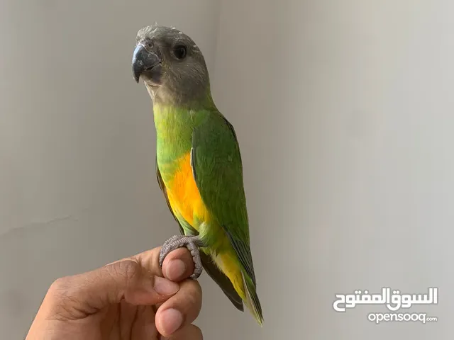 ببغاء سنغالي