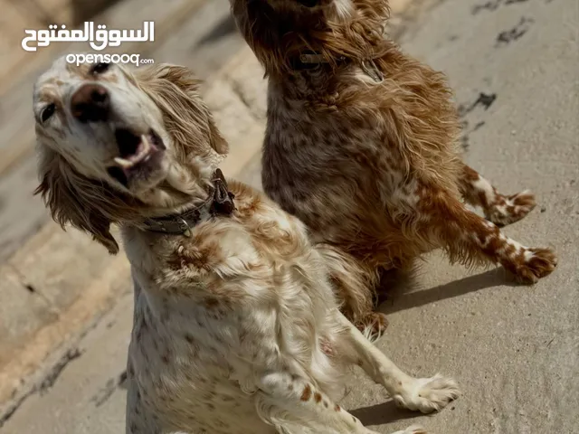 جراء صيد مميزة انجلش ستر مع جواز سفر ودفتر مطاعيم سعر مناسب للجميع