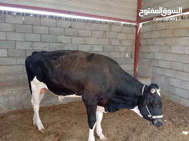 عجل استرالي للبيع البصره-ابو صخير